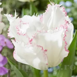 Bulbi Lalele Lady Smile (Tulip)