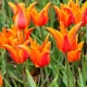 Bulbi Lalele Ballerina (Tulip) lalele lily flowered ballerina parfumate gradina