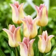 lalele lily flowered elegant lady gradina tulipshop 110x110