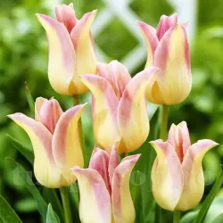 Bulbi Lalele Elegant Lady (Tulip)