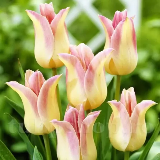 Bulbi Lalele Elegant Lady (Tulip) lalele lily flowered elegant lady gradina tulipshop