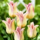 Bulbi Lalele Elegant Lady (Tulip) lalele lily flowered elegant lady gradina tulipshop