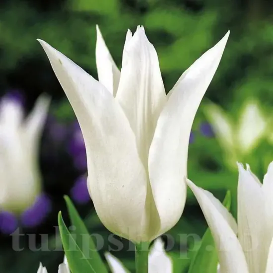 Bulbi Lalele Tres Chic (Tulip) lalele lily flowered tres chic gradina tulipshop