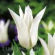 Bulbi Lalele Tres Chic (Tulip) lalele lily flowered tres chic gradina tulipshop