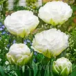 Bulbi Lalele Mount Tacoma (Tulip) lalele mount tacoma flori albe detaliu 110x110