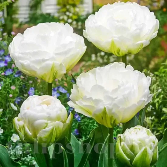 Bulbi Lalele Mount Tacoma (Tulip) lalele mount tacoma flori albe detaliu