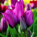 Bulbi Lalele Night Club (Tulip)