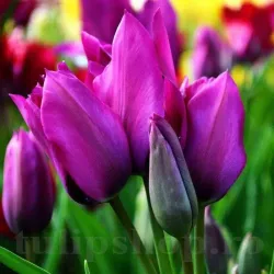 Bulbi Lalele Night Club (Tulip)