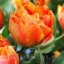 Bulbi Lalele Orca (Tulip)