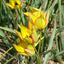 Bulbi Lalele Orphanidea Flava (Tulip)