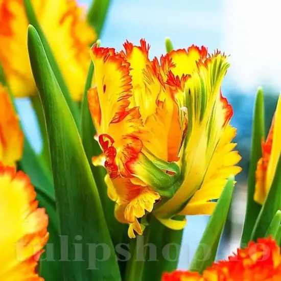 Bulbi Lalele Caribbean Parrot (Tulip) lalele papagal caribbean parrot gradina tulipshop