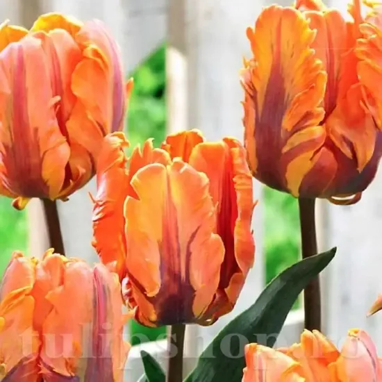 Bulbi Lalele Irene Parrot (Tulip) lalele papagal irene parrot gradina tulipshop