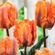 Bulbi Lalele Irene Parrot (Tulip) lalele papagal irene parrot gradina tulipshop