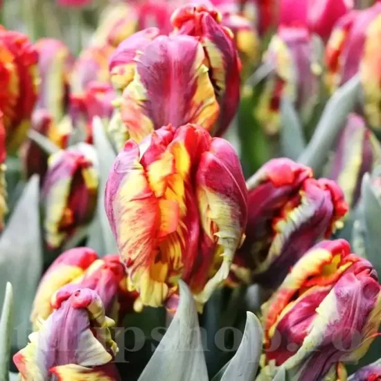 lalele papagal rasta parrot culori vibrante tulipshop