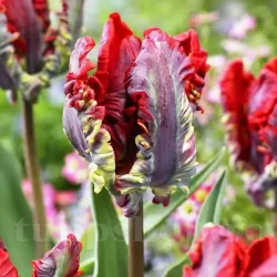 Bulbi Lalele Rococo (Tulip) Bulbi Lalele Rococo (Tulip)