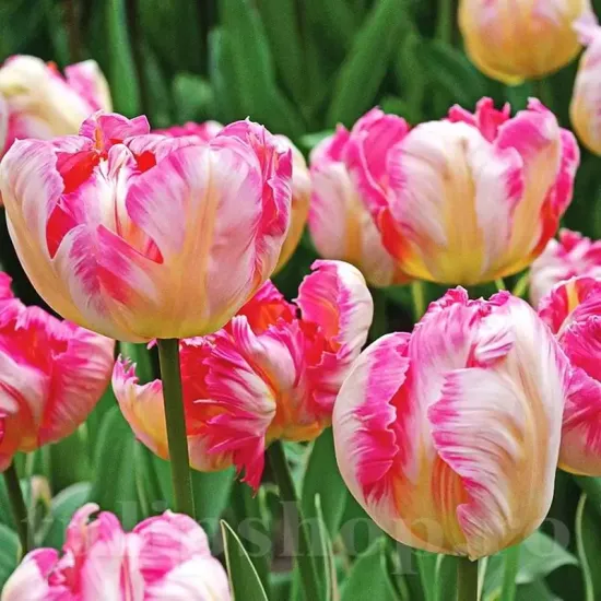 Bulbi Lalele Silver Parrot (Tulip) lalele papagal silver parrot exotice tulipshop