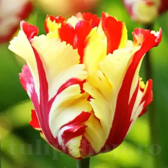 Bulbi Lalele Texas Flame (Tulip) lalele papagal texas flame petale franjurate tulipshop
