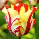 Bulbi Lalele Texas Flame (Tulip) lalele papagal texas flame petale franjurate tulipshop