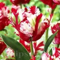 Bulbi Lalele Estelle Rijnveld (Tulip)