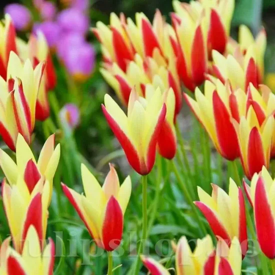 Bulbi Lalele Cynthia (Tulip) lalele pitice cynthia pentru stancarie tulipshop
