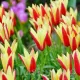 Bulbi Lalele Cynthia (Tulip) lalele pitice cynthia pentru stancarie tulipshop