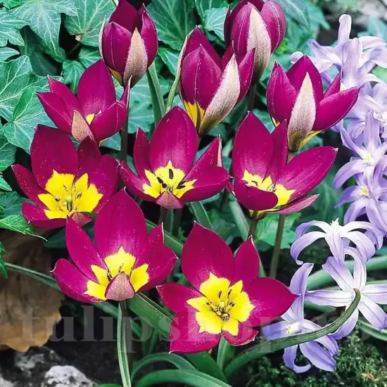 lalele pitice eastern star forma stea tulipshop
