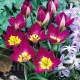 lalele pitice eastern star forma stea tulipshop