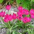 Bulbi Lalele Little Beauty (Tulip) lalele pitice little beauty botanice tulipshop 110x110