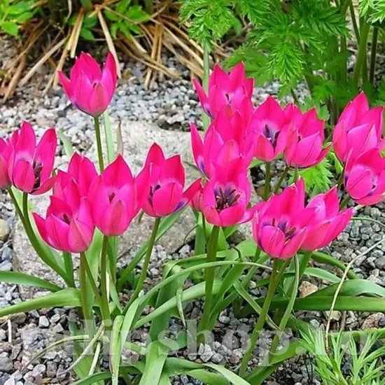 Bulbi Lalele Little Beauty (Tulip) lalele pitice little beauty botanice tulipshop