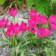 Bulbi Lalele Little Beauty (Tulip) lalele pitice little beauty botanice tulipshop