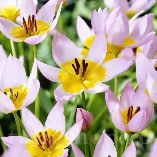lalele pitice saxatilis naturalizare gradina tulipshop
