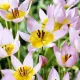 lalele pitice saxatilis naturalizare gradina tulipshop