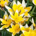 Bulbi Lalele Tarda (Tulip)