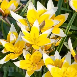 Bulbi Lalele Tarda (Tulip)