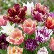 Pachet Bulbi Lalele Premium Mix30 (Tulip) lalele premium mix 30 bulbi flori calitate 110x110