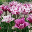 Bulbi Lalele Purple Circus (Tulip) lalele purple circus flori alb roz franjurate detaliu 110x110