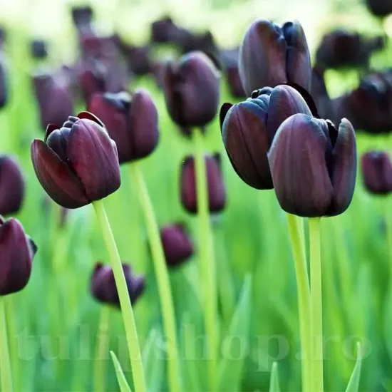 Bulbi Lalele Queen of the Night (Tulip) lalele queen of night purpuriu inchis gradina
