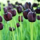 Bulbi Lalele Queen of the Night (Tulip) lalele queen of night purpuriu inchis gradina