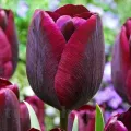 Bulbi Lalele Ronaldo (Tulip)