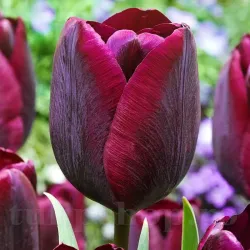 Bulbi Lalele Ronaldo (Tulip)