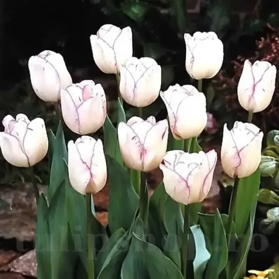 Bulbi Lalele Shirley (Tulip) lalele shirley schimbatoare gradina tulipshop