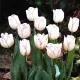 Bulbi Lalele Shirley (Tulip) lalele shirley schimbatoare gradina tulipshop