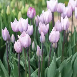 Bulbi Lalele Silver Cloud (Tulip)
