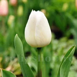 Bulbi Lalele Silver Dollar (Tulip)