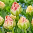 Bulbi Lalele Sprinkle Dip (Tulip) lalele sprinkle dip flori bujor albe roz detaliu 110x110