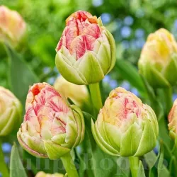 Bulbi Lalele Sprinkle Dip (Tulip)