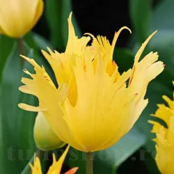 Bulbi Lalele Sunny Leo (Tulip)