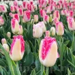 Bulbi Lalele Sweet Simone (Tulip) lalele sweet simone flori roz margini albe detaliu 110x110
