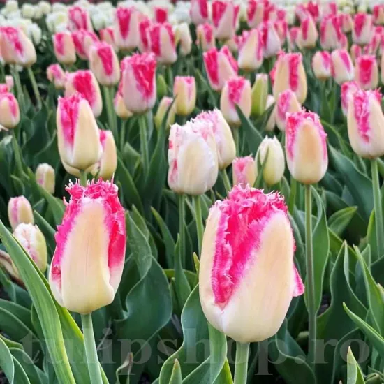 Bulbi Lalele Sweet Simone (Tulip) lalele sweet simone flori roz margini albe detaliu