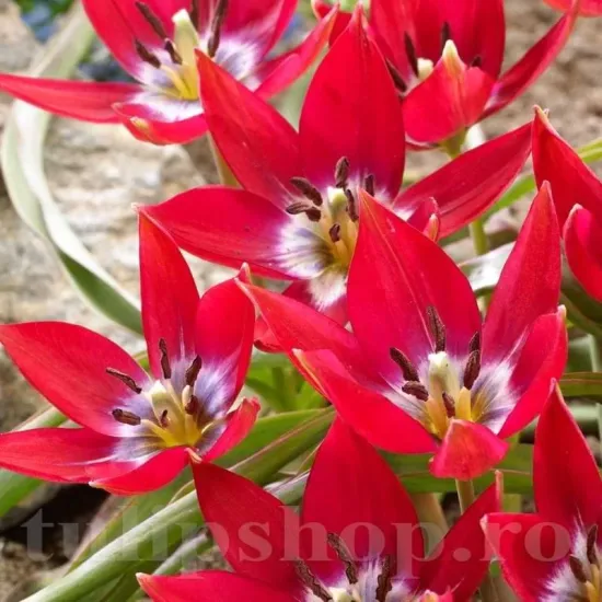 Bulbi Lalele Tiny Timo (Tulip) lalele tiny timo flori rosu magenta detaliu
